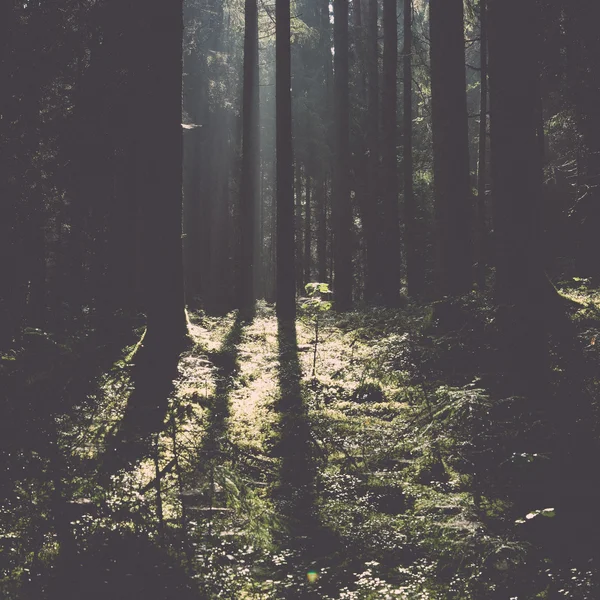 Forest road with sun rays in the morning - retro, vintage — Stock Photo, Image