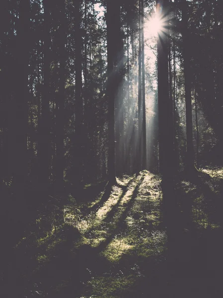 Orman yolu ile güneş ışınları sabah - retro, vintage — Stok fotoğraf