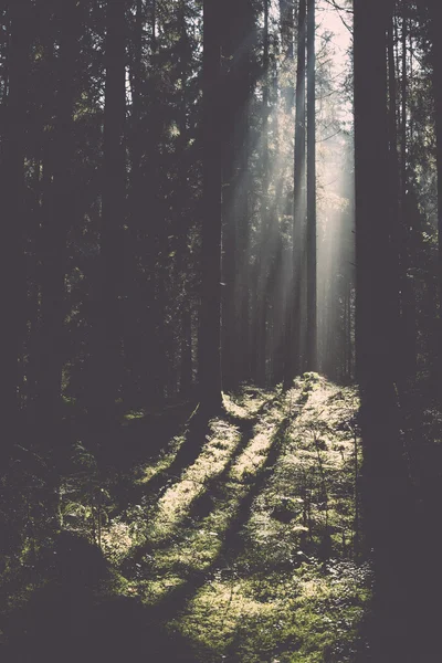 Forest road with sun rays in the morning - retro, vintage — Stock Photo, Image