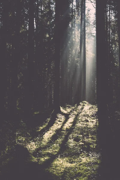 Bos weg met zon stralen in de ochtend - retro, vintage — Stockfoto