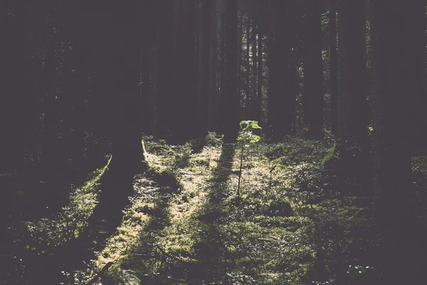 森林路与太阳射线在早晨复古, 复古 — 图库照片