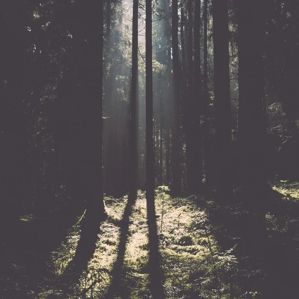 Forest road with sun rays in the morning - retro, vintage — Stock Photo, Image