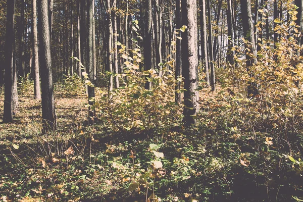 Лісові дерева в осінніх кольорах в сільській місцевості ретро, вінтажний — стокове фото
