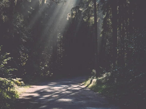 Estrada florestal com raios de sol pela manhã - retro, vintage — Fotografia de Stock