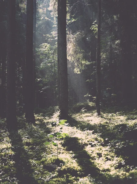 Forest road with sun rays in the morning - retro, vintage — Stock Photo, Image