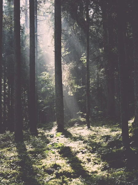 Dimmiga åkrar och ängar efter regn i sommar - retro, vinta — Stockfoto