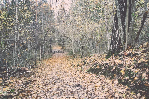 Sendero turístico de color otoño en el bosque - retro, vendimia —  Fotos de Stock