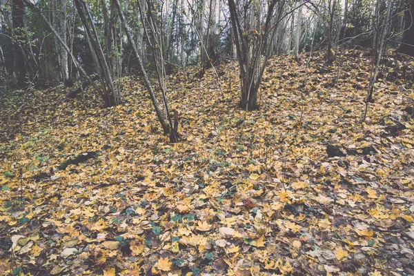 Autumn colored countryside landscape - retro, vintage — Stock Photo, Image