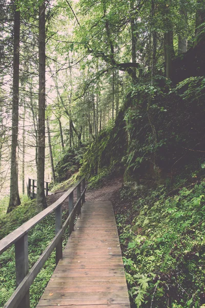 Sendero turístico escénico y hermoso en el bosque cerca del río - re — Foto de Stock