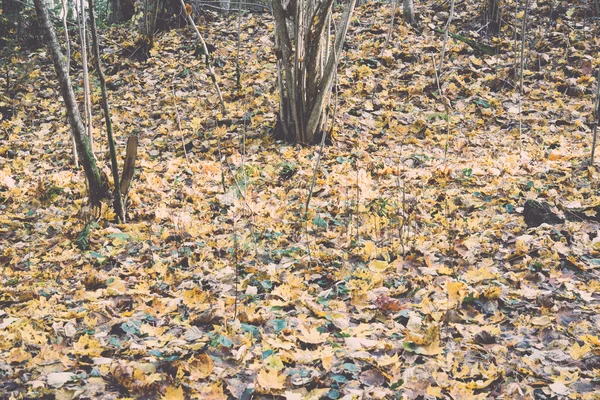 Осенний пейзаж сельской местности - ретро, винтаж — стоковое фото