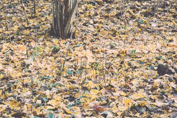 Hösten färgade landsbygd landskap - retro, vintage — Stockfoto