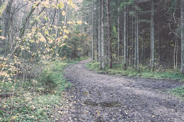 Höstens färgade turism trail i skogen - retro, vintage — Stockfoto
