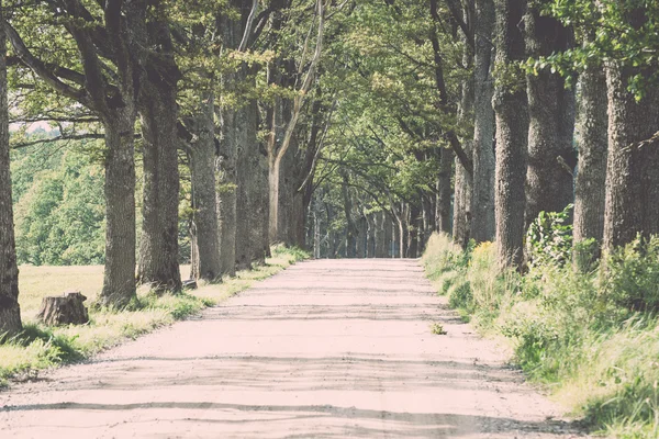 Country road alley lit by evening sun - retro, vintage — Stock Photo, Image