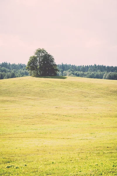 Lonely Drzewo daleko w polu żółtym - retro, vintage — Zdjęcie stockowe