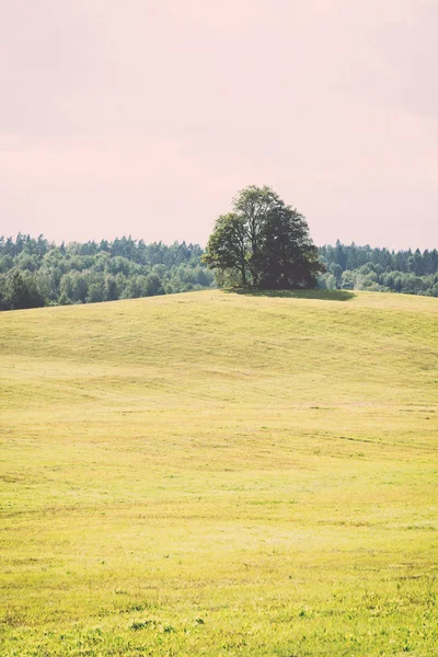 Lonely Drzewo daleko w polu żółtym - retro, vintage — Zdjęcie stockowe