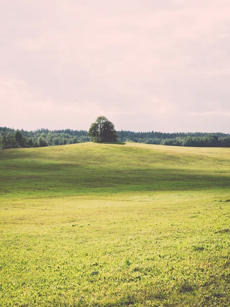 Lonely Drzewo daleko w polu żółtym - retro, vintage — Zdjęcie stockowe