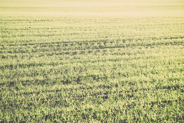 Green field with trees in the country - retro, vintage — Stock Photo, Image