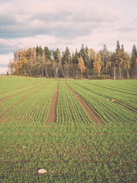 Campo verde con árboles en el país - retro, vendimia — Foto de Stock