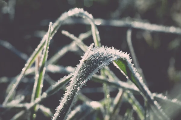 Close up photo of frosty morning grass, chilling morning - retro — Stock Photo, Image