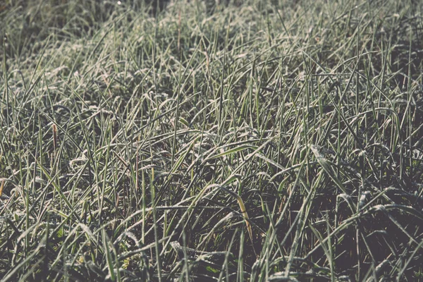 Close up photo of frosty morning grass, chilling morning - retro — Stock Photo, Image