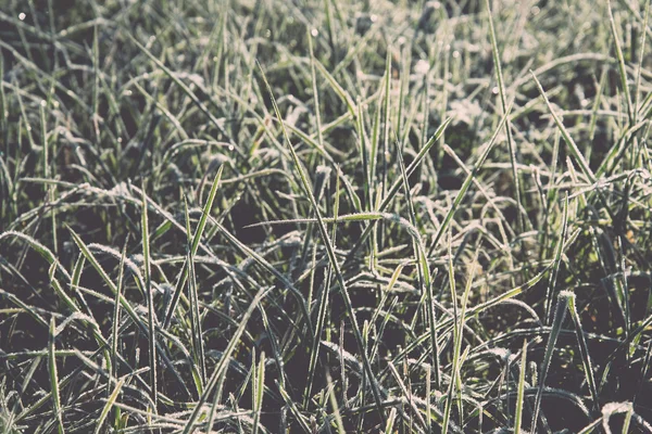 Close up photo of frosty morning grass, chilling morning - retro — Stock Photo, Image