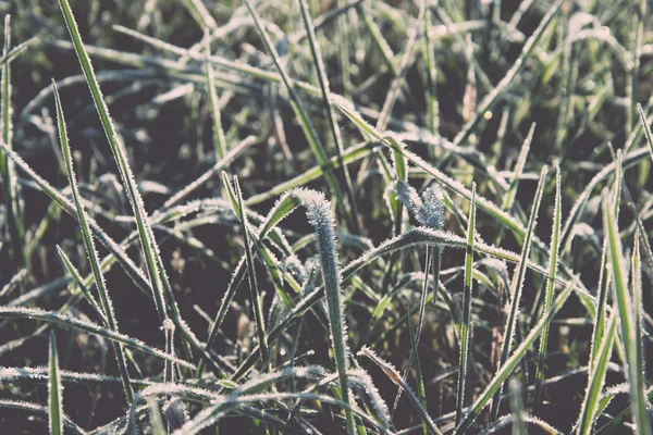 Close up photo of frosty morning grass, chilling morning - retro — Stock Photo, Image