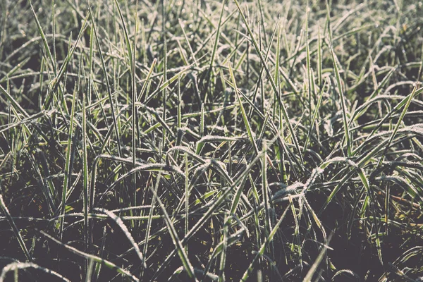 Close up photo of frosty morning grass, chilling morning - retro — Stock Photo, Image