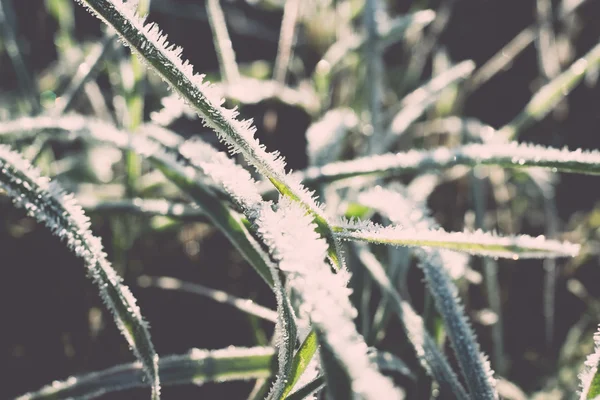Detailní záběr Foto mrazivé ranní trávy, chlazení ráno - retro — Stock fotografie
