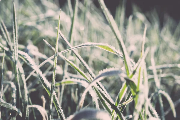 Close up photo of frosty morning grass, chilling morning - retro — Stock Photo, Image
