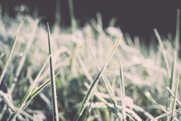 Close up photo of frosty morning grass, chilling morning - retro — Stock Photo, Image