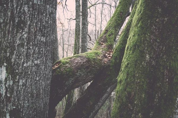 Alberi colorati autunnali nella foresta verde con raggi di sole retrò, vin — Foto Stock