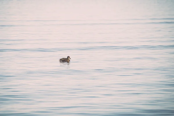 Enten schwimmen im Meer in Küstennähe - retro, vintage — Stockfoto