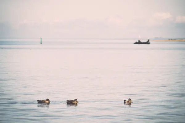 Denize yakın kıyı - retro, vintage yüzme ördekler — Stok fotoğraf