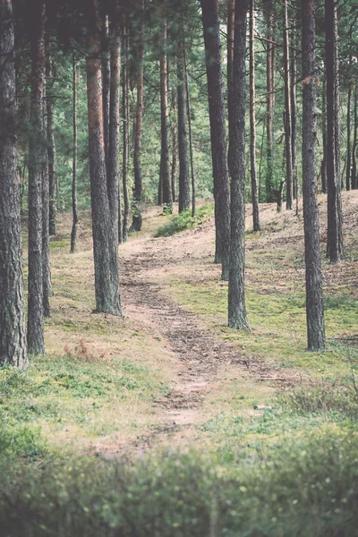 Country road aleja oświetlone przez słońce wieczór - retro, vintage — Zdjęcie stockowe