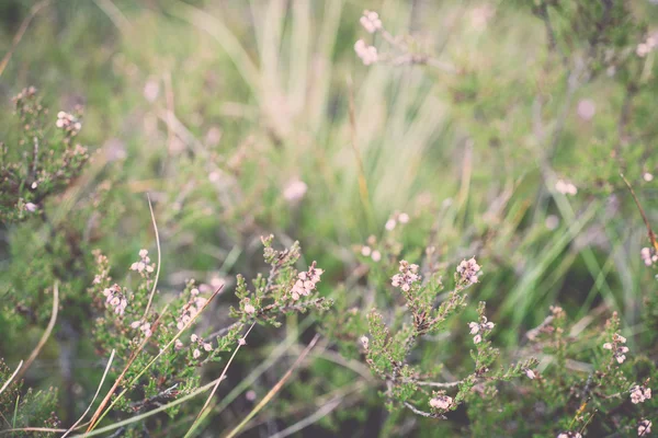 Primo piano di bella erba verde con sfondo sfocato - retro, v — Foto Stock