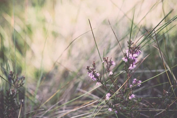 Detailní záběr na krásné zelené trávy s rozostření pozadí - retro, v — Stock fotografie