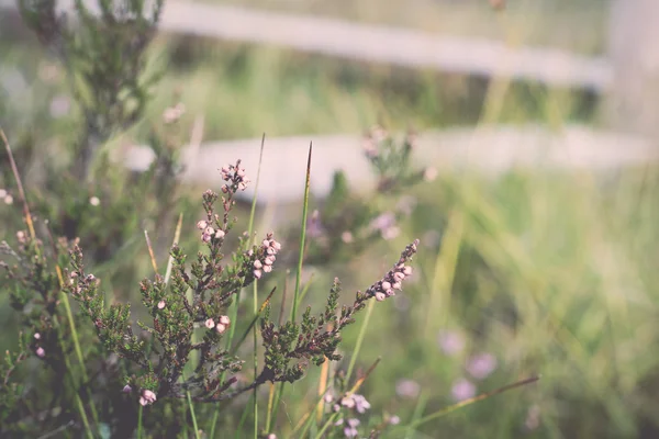 Primo piano di bella erba verde con sfondo sfocato - retro, v — Foto Stock