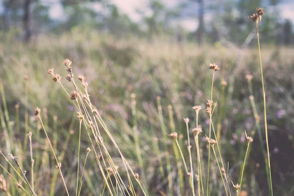 Closeup of beautiful green grass with blur background - retro, v — Stock Photo, Image