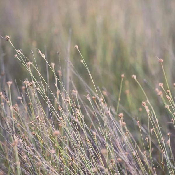 Closeup of beautiful green grass with blur background - retro, v — Stock Photo, Image