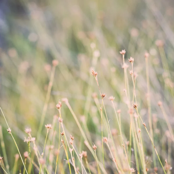 Primo piano di bella erba verde con sfondo sfocato - retro, v — Foto Stock