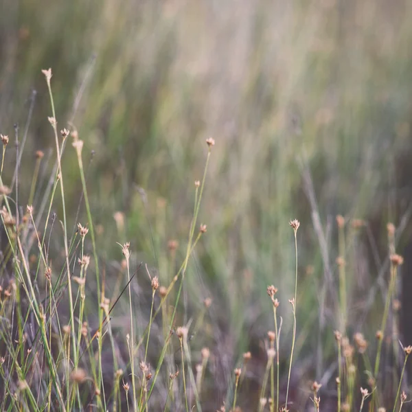 Gros plan de belle herbe verte avec fond flou - rétro, v — Photo