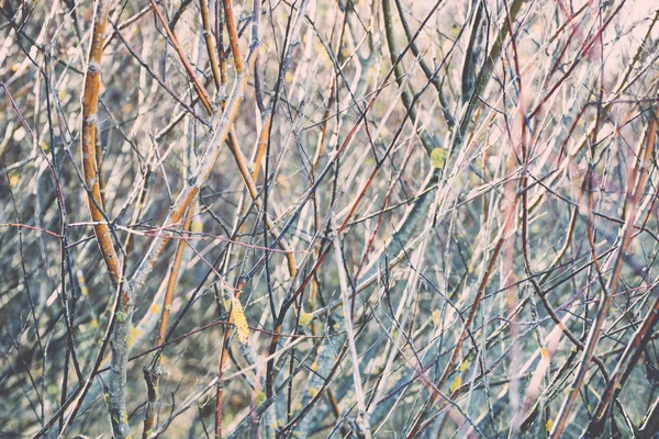 Foglie color oro autunnale in piena luce solare retrò, vintage — Foto Stock