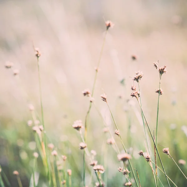 Крупним планом красива зелена трава з розмитим фоном - ретро, v — стокове фото