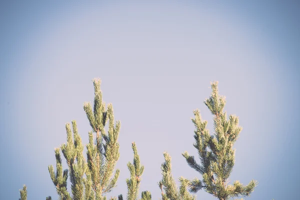 Pine tree Branch - retro, vintage — Stock Photo, Image