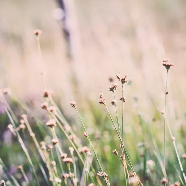 Крупним планом красива зелена трава з розмитим фоном - ретро, v — стокове фото