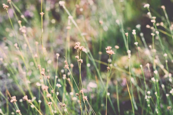 Detailní záběr na krásné zelené trávy s rozostření pozadí - retro, v — Stock fotografie