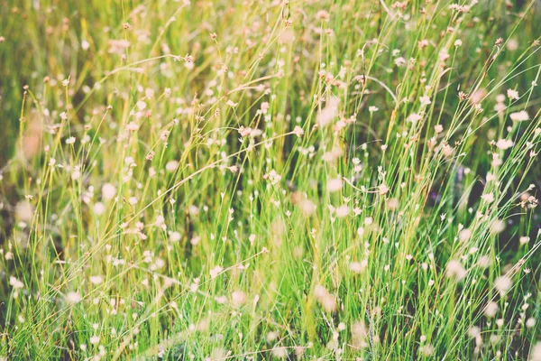 Close-up van mooie groen gras met vervagen de achtergrond - retro, v — Stockfoto