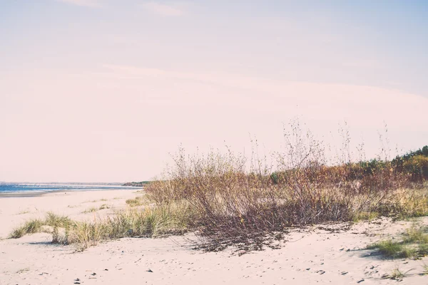Поздняя осень цвета в дюнах у моря - ретро, винтаж — стоковое фото