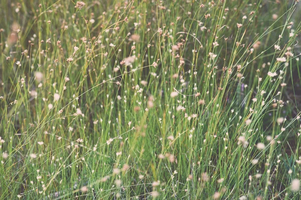 Närbild av vackra gröna gräs med oskärpa bakgrund - retro, v — Stockfoto