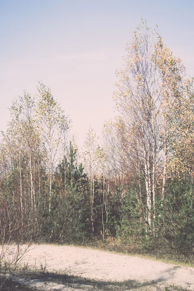 Waldbäume in Herbstfarben auf dem Land - Retro, Jahrgang — Stockfoto